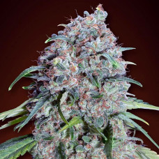 Chocolate Skunk CBD feminised (00seeds)