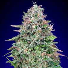 Critical Poison Fast feminised (00seeds)