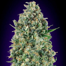 Critical Poison feminised (00seeds)