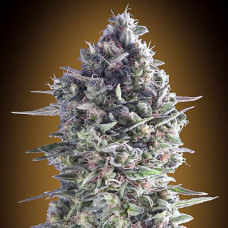 Do-If-Two Cookies feminised (00seeds)