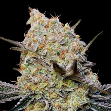 Gelato Mint feminised (00seeds)