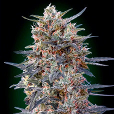 Gorilla Fast feminised (00seeds)