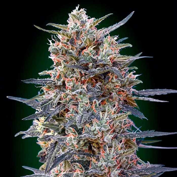 Насіння коноплі Gorilla Fast fem. 00seeds