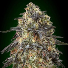 Gorilla feminised (00seeds)