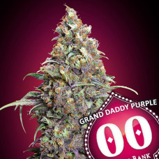 Grand Daddy Purple feminised (00seeds)