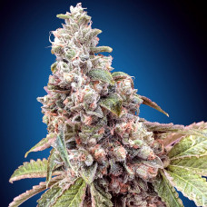 Harlequin CBD feminised (00seeds)