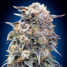 00 Kush Fast feminised (00seeds)
