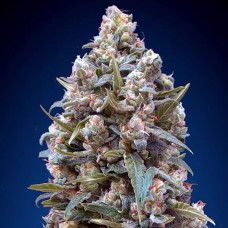 00 Kush feminised (00seeds)