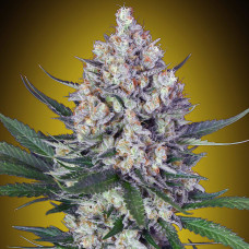 Lemon OG feminised (00seeds)