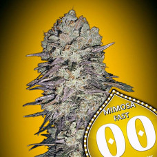 Mimosa Fast feminised (00seeds)