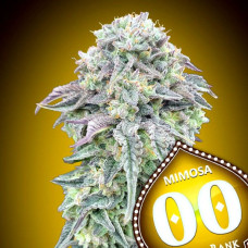 Mimosa feminised (00seeds)