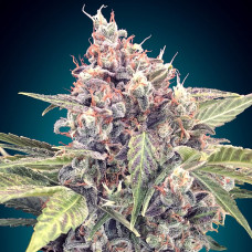 Northern Lights CBD feminised (00seeds)