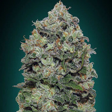 Northern Lights feminised (00seeds)