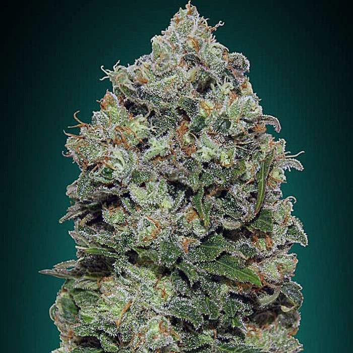 Насіння коноплі Northern Lights fem. 00seeds