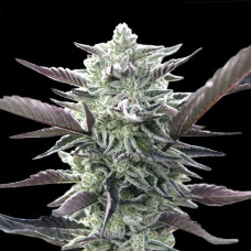 Oreoz feminised (00seeds)