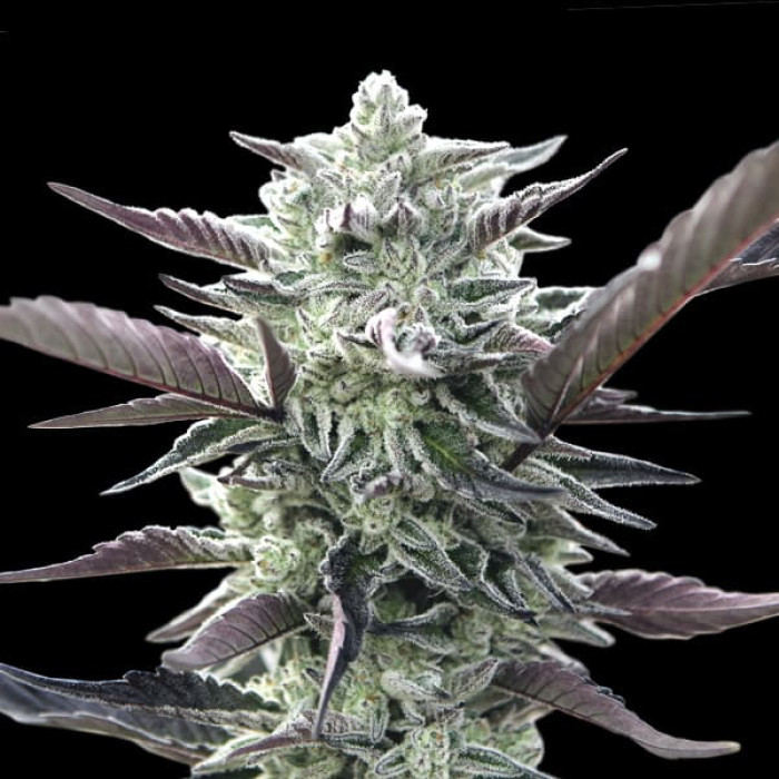 Насіння коноплі Oreoz fem. 00seeds