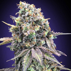 Purple Punch feminised (00seeds)