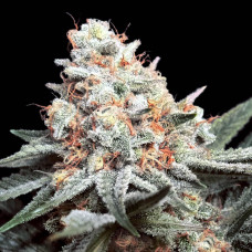 Rainbow Mints feminised (00seeds)