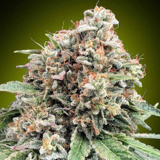 Sweet Critical 2.0 feminised (00seeds)