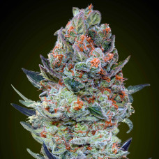 Sweet Critical CBD feminised (00seeds)