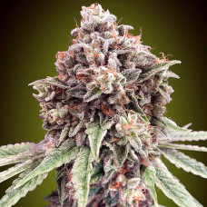 Sweet Critical Fast feminised (00seeds)