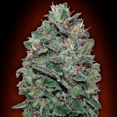 Sweet Somango feminised (00seeds)