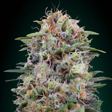 White Widow CBD feminised (00seeds)