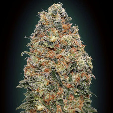 White Widow feminised (00seeds)