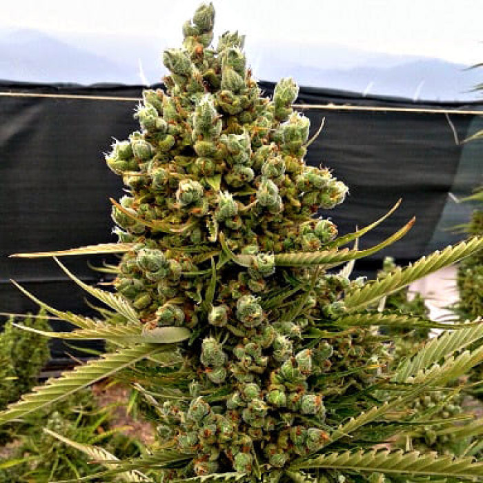 Семена конопли Malawi x Northern Lights autofem. ACE Seeds
