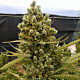 Семена конопли Malawi x Northern Lights autofem. ACE Seeds