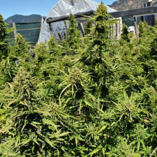Malawi x Northern Lights auto feminised (ACE Seeds)
