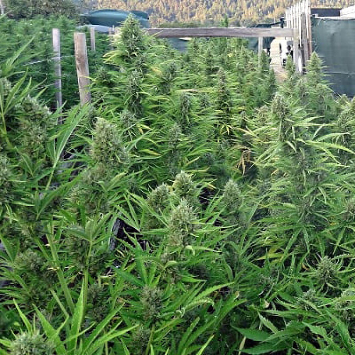 Семена конопли Malawi x Northern Lights autofem. ACE Seeds