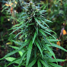 Siberian Ruderalis auto feminised (ACE Seeds)
