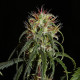 Семена конопли Siberian Ruderalis autofem. ACE Seeds