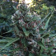Семена конопли Zamaldelica autofem. ACE Seeds
