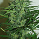 Семена конопли Zamaldelica autofem. ACE Seeds