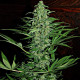 Семена конопли Zamaldelica autofem. ACE Seeds