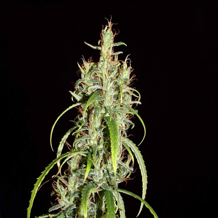 Семена конопли Siberian Ruderalis autoreg. ACE Seeds