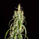 Семена конопли Siberian Ruderalis autoreg. ACE Seeds