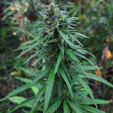 Siberian Ruderalis auto regular (ACE Seeds)