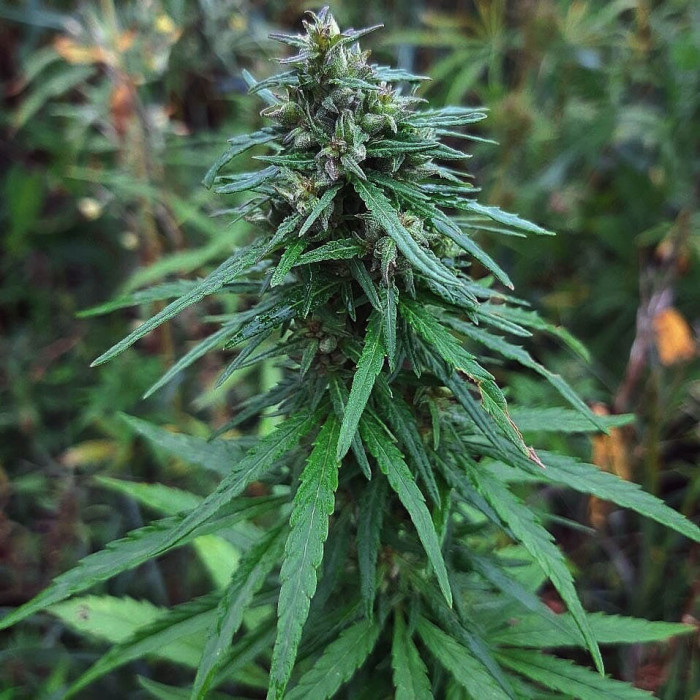 Семена конопли Siberian Ruderalis autoreg. ACE Seeds
