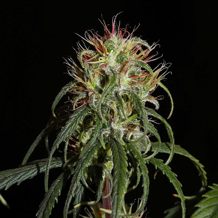 Семена конопли Siberian Ruderalis autoreg. ACE Seeds