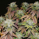 Семена конопли Afghan Lemon fem. ACE Seeds