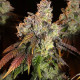 Семена конопли Afghan Lemon fem. ACE Seeds