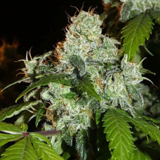 Afghan Lemon feminised (ACE Seeds)