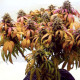 Семена конопли Afghan Lemon fem. ACE Seeds