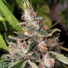 African Gas feminised (ACE Seeds)