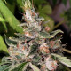 Семена конопли African Gasfem. ACE Seeds