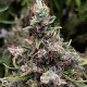 Семена конопли African Gasfem. ACE Seeds