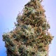 Семена конопли African Gasfem. ACE Seeds